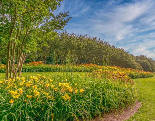 Daylily Colorfest