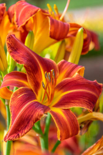 Daylily