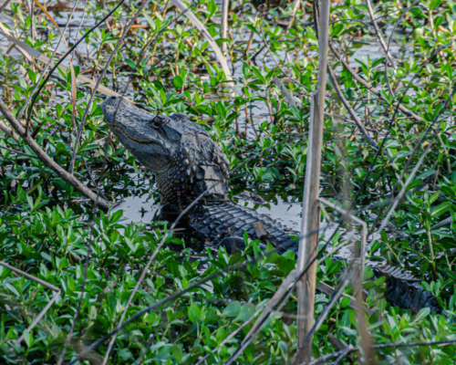 Alligator at Meaher State Park