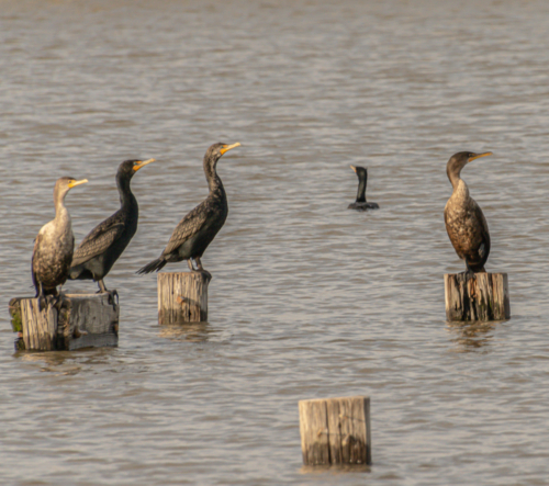 Cormorants