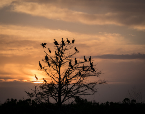 Cormorants at Sunset 