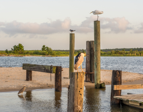 Sea Birds