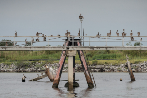 Pelicans Resting