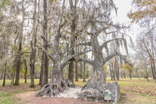 Two Styrofoam Trees