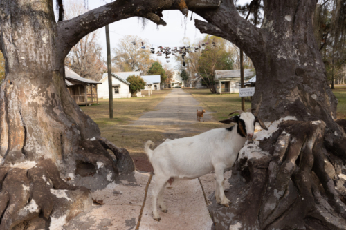 The Tree Portal Into Town Complete With Goats