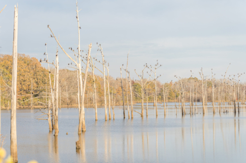 Cormorants resting on trees