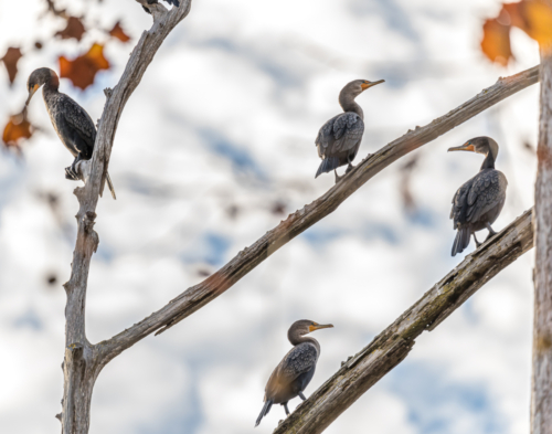 Cormorants